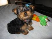 Cute Teacup Yorkie Puppies as Companions Text.. +1(725) 222-2010