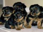 Lovely pure bred Yorkshire Terrier Puppies available..Text ..+1(725) 222-2010