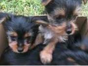 We have nice baby face Yorkie Puppies.Text..+1(725) 222-2010