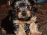 2 Marvelous Yorkie Puppies......Text.. +1(725) 222-2010