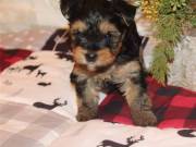 Teacup Yorkie Male and Female Pups... .Text..+1 (725) 222-2010