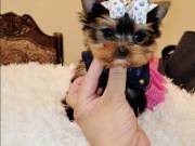 Yorkie Pups Looking for Love & Home....Text..+1(725) 222-2010