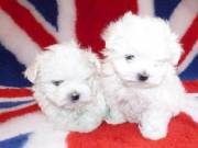 Two Cute Absolutely Healthy Maltese Puppies Now Ready (267) 522-4644