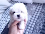 Two Top Class Maltese Puppies Available