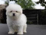 Adorable outstanding Maltese puppies