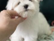 Nice and Healthy Maltese Puppies Available