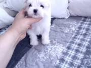 Adorable Maltese Puppies Available Puppies