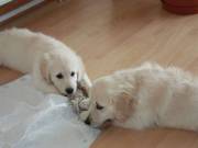 Two Champion Labrador Puppies Puppies (916) 796-0393