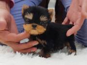  	Very Tiny-Teacup Yorkies  (419) 890-1532