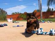 Home Raised and House Broken Yorkies....TEXT... +1(334) 441-4793
