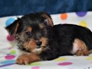 Meet Albert! Boy Yorkie Puppy....TEXT.... +1(334) 441-4793