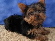 Gorgeous Tiny Yorkie Puppies ....TEXT.. +1(334) 441-4793