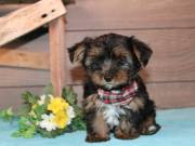Teacup Yorkshire Terrier Babies ....TEXT...+1(334) 441-4793
