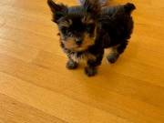 Tiny T-Cup Yorkie Female Top Quality Puppy....TEXT...1 (334) 441-4793