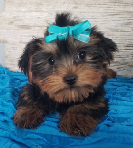 REGISTERED, RARE COLORINGS, TEACUP SIZED YORKIES....TEXT...(334) 441-4793 - Picture