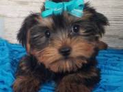 REGISTERED, RARE COLORINGS, TEACUP SIZED YORKIES....TEXT...(334) 441-4793