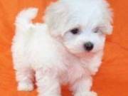 Two Beautiful Male and Female Maltese puppiesText +1(334) 441-4793