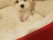 Sweet & Playful Maltese Puppies For Adoption....Text +1(334) 441-4793