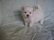 Lovely Teacup Maltese Puppies....Text +1(334) 441-4793