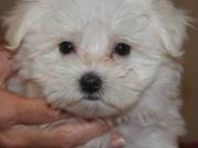 Good looking Maltese Puppies Available....Text +1(334) 441-4793