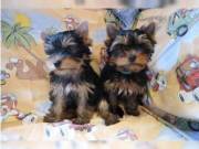 Tiny Yorkshire Terrier Puppies For sale....Text +1(334) 441-4793
