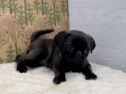 Beautiful Healthy Pug Puppies Ready To Go.