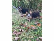 Beautiful Yorkies....Text +1(334) 441-4793