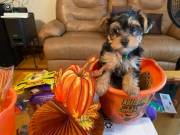 Absolutely Healthy Yorkie Puppy....Text +1(334) 441-4793