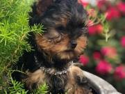 AKC TEACUP YORKIE FEMALE PUPPY ....Text  +1(334) 441-4793
