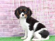 Top quality Male and female Cavalier King Charles