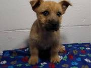 Amazing male and female Cairn terrier pups available