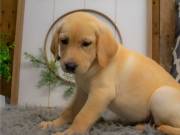 Labrador Retriever raedy(571) 353-3686