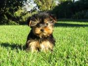 MALE AND FEMALE TOY YORKIE PUPPY!!....TEXT...1 (334) 441-4793