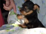 TGYH  Home Trained Yorkie Puppies for adoption .text us on +1 (334) 441-4793