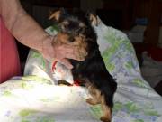 WERF Cute Yorkie Babies Ready for Adoption.Text us...+1(334) 441-4793