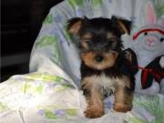 OLI Home Trained Yorkie Puppies for adoption .text us on +1(334) 441-4793