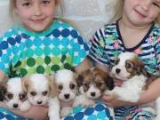 Cavachon puppies for sale 
