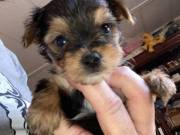 Sweet Registered Yorkshire Puppies For Re-Homing....Text +1 (334) 441-4793