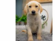 AKC Registered Purebred Labrador Retriever Puppies(571) 353-3686