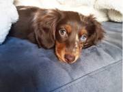 3 months old dachshund puppies for sale Text (434) 253-9395