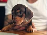 3 months old dachshund puppies for sale Text (434) 253-9395