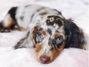 Brilliant lovable dachshund puppies for sale Text (434) 253-9395