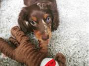 Dachshund Puppies Male & Female For sale Text (434) 253-9395 