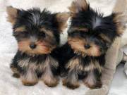12-week old babes Yorkshire terrier puppies.......Text +1(334) 441-4793