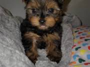 Purebred Tiny Yorkie Puppies For Sale...Text +1(334) 441-4793