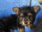 kids lovely teacup Yorkie puppies....Text +1(334) 441-4793