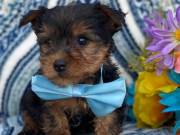12 weeks YORKIE PUPPY FOR SALE NOW...Text..... +1(334) 441-4793