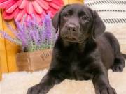 LAB PUPPIES AVAILABLE (571) 353-3686
