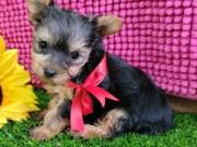 DINA  Trained Yorkie Puppies for adoption .text us on  +1 (334) 441-4793