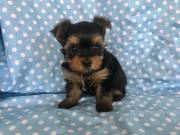 Male and Female Yorkie Puppies for adoption .Text us on +1 (334) 441-4793